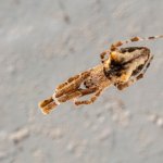 Uloburus Plumipes